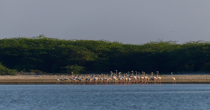 Flock of greater flamingos foraging in shallow waters at Mannar lagoon, Sri Lanka. Coastal scrub and calm reflective water under soft morning light
