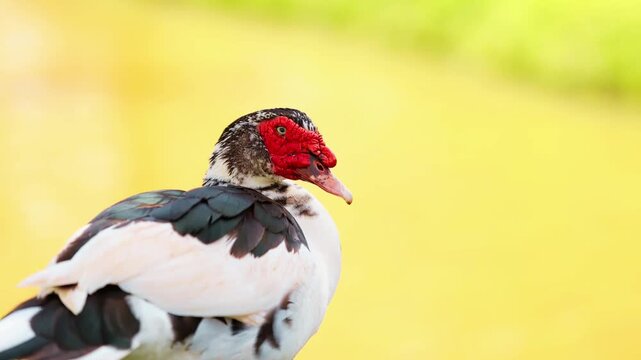 Muscovy duck animal featuring a distinctive domestic and wild duck species known for its red facial caruncles, strong body, and calm behavior.