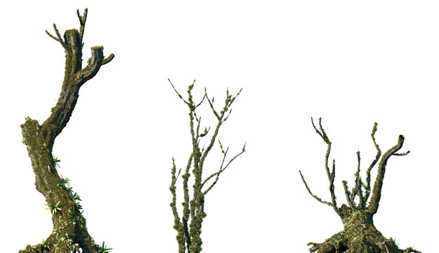 Set of Shorea robusta and Quercus dentata sick fallen trees in moss isolated png on a transparent background perfectly cutout