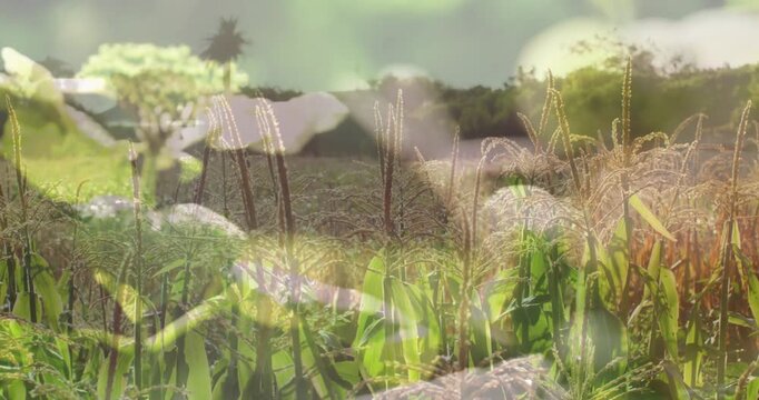 Dissolve starting layered white bloom shifting opacity and revealing crops for soft balance