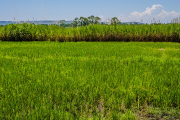 Green rice field and tall sugarcane near Jinja under a blue sky © Emad Aljumah
