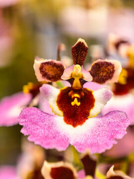 orchid flower bloom pink white yellow maroon petals sepals labellum frilled center column nature macro closeup texture detail floral botanical tropical garden plant leaf organic fresh
