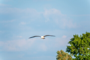 Fototapeta premium Beautiful Black Headed Gull, in elegant flight over blue water