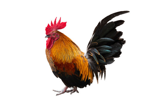 rooster isolated on white background