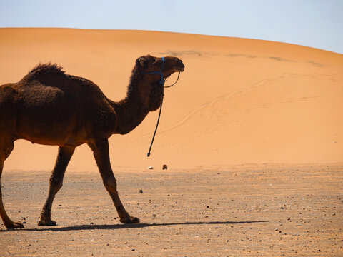 Dromedary camel walking across stony desert floor with golden sand dune behind in Merzouga Morocco