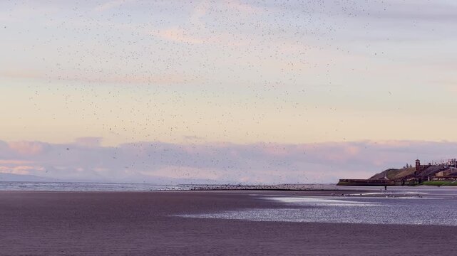  A Swarm of birds at nigt, at the beach of Blackpool, UK.