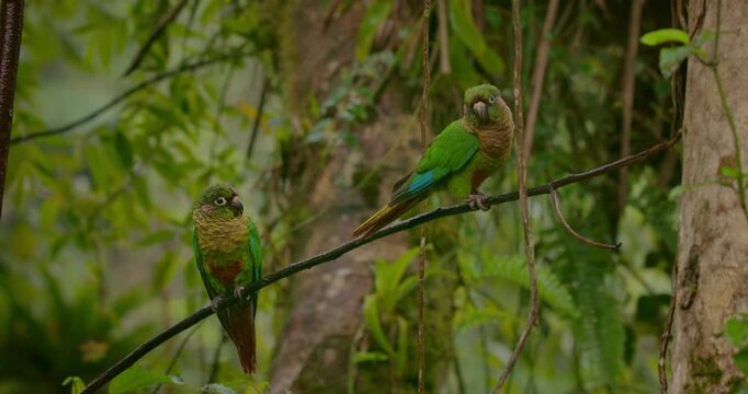Two Maroon-bellied Parakeets Perching on Branch, One Taking Off in Rainy Tropical Forest