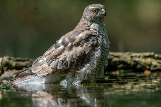 The sparrowhawk is bathing in the birdbath.
