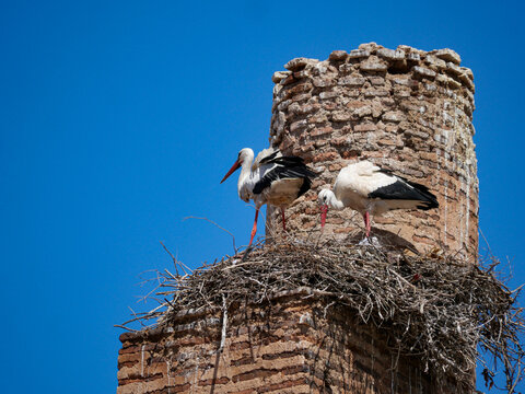Pair of white storks on nest atop ancient brick tower at Palais El Badi Marrakesh Morocco