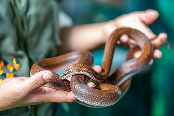 Fototapeta premium Brown pet snake held by hands, reptile closeup, smooth scales, nonvenomous species, exotic domestic animal, care and interaction concept