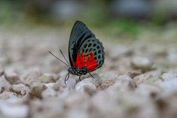 Red and black tropical butterfly on rocky surface, Agrias insect macro, vivid wing pattern, wildlife detail, natural closeup © Productions