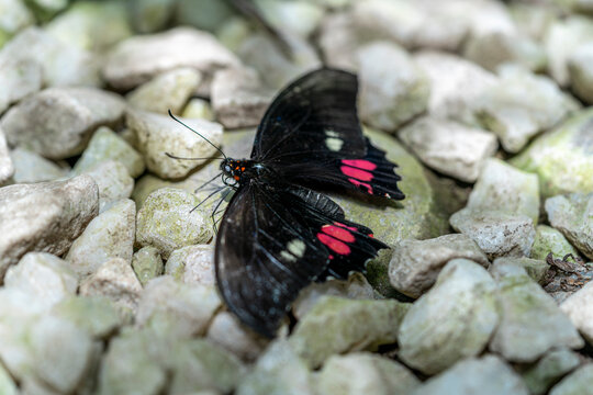 Black and red tropical butterfly on rocky surface, Parides insect macro, vivid color contrast, wildlife detail, nature closeup