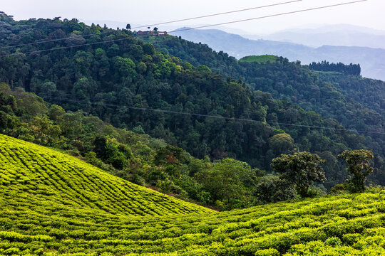 Tea plantation on green hills near forested mountains