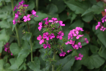 Fototapeta premium Close-up of pink flowers of Lunaria annua plant in the garden. Also called Silver dollar, Dollar plant, moonwort or Honesty