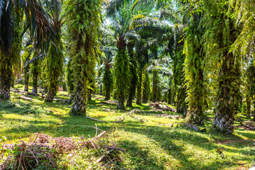 Oil palm plantation with fern-covered trunks near Kampala © Emad Aljumah
