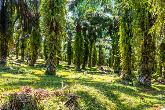 Oil palm plantation with fern-covered trunks near Kampala