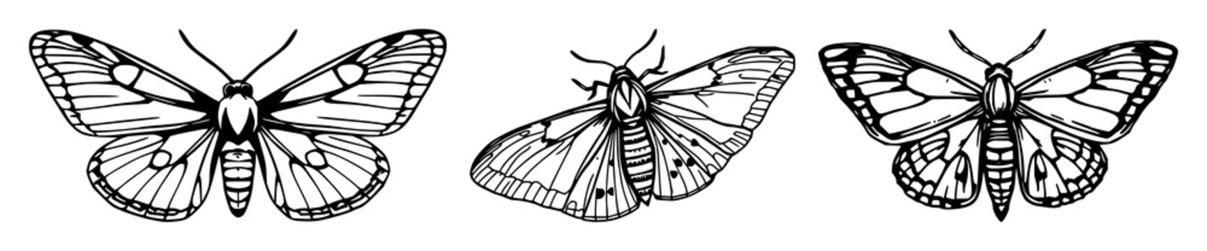 Atlas moth set with hand‑drawn line art and wide wingspan on white background featuring insect, moth, wing pattern with illustration and vector