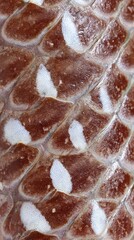 Fototapeta premium Close-up of reptile skin scales with brown and white pattern