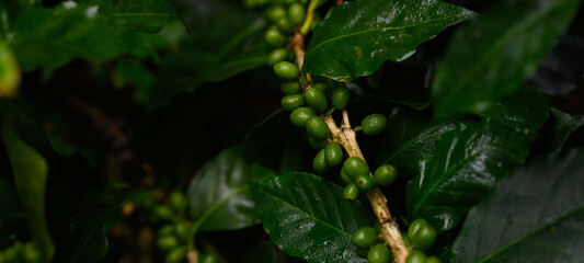 Fototapeta premium Coffee beans borne on trees in farms and gardens, raw coffee beans in the growing season and drops of water in the morning. 