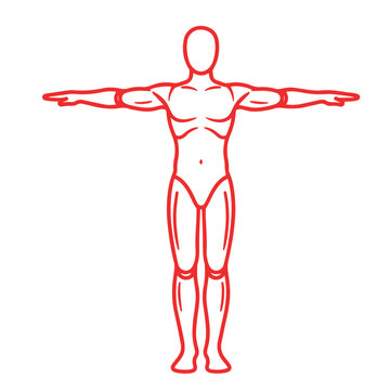 Athletic Male Body Proportions and Anatomy Line Art Vector
