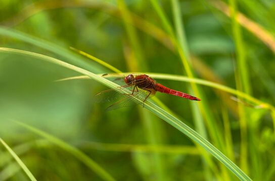 Scarlet dragonfly (Crocothemis erythraea) perched on a green leaf of grass