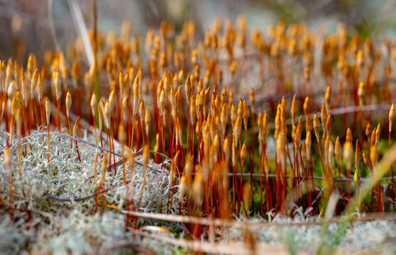 Juniper haircap or juniper polytrichum moss (Polytrichum juniperinum). Macro close-up from a low-angle perspective with selective focus. The stems are red with gray-green leaves.