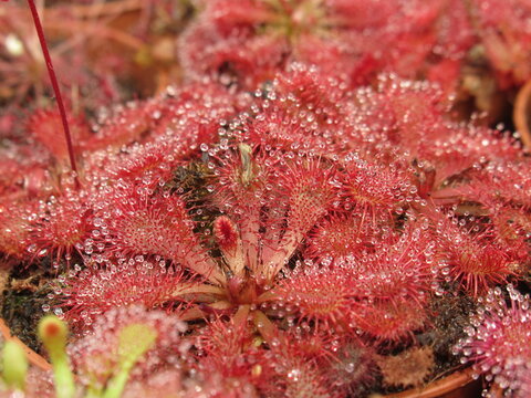 Zbliżenie na drapieżne rośliny z gatunku drosera