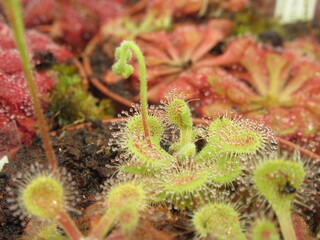 Zbliżenie na drapieżne rośliny z gatunku drosera © Kumulugma