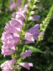 Zbliżenie na kwiat physostegia virginiana © Kumulugma