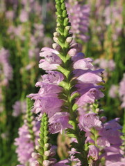Zbliżenie na kwiat physostegia virginiana © Kumulugma