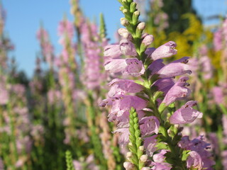 Zbliżenie na kwiat physostegia virginiana © Kumulugma