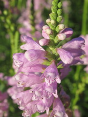 Zbliżenie na kwiat physostegia virginiana © Kumulugma