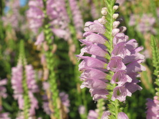Zbliżenie na kwiat physostegia virginiana © Kumulugma