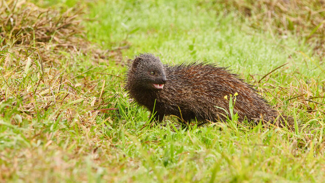 ichneumon, Herpestes ichneumon, sitting in the grass, close 608