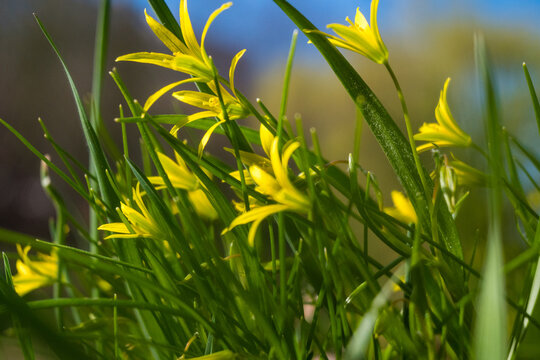 Low-angle macro of spring gagea blossoms glowing under bright daylight. Translucent petals shine while out-of-focus grass and woodland create a cheerful woodland edge atmosphere.