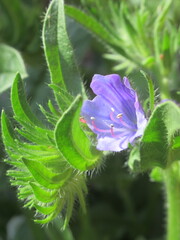 Zbliżenie na kwiat echium vulgare © Kumulugma