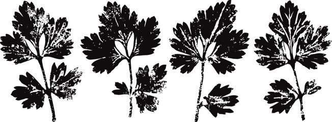 Naklejka premium black silhouette parsley leaves set herbal seasoning icon collection with various leaf shapes in simple design