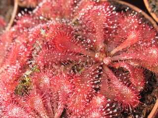 Zbliżenie na drapieżne rośliny z gatunku drosera © Kumulugma