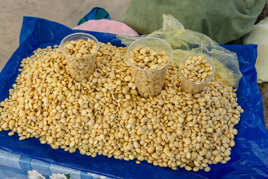 The chocho, an edible fruit from the town of San Pedro de Tiquina, on the shores of Lake Titicaca, Bolivia