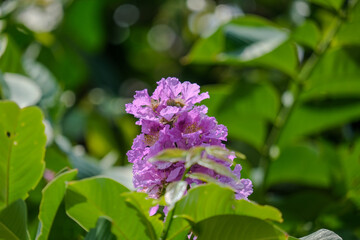 Fototapeta premium purple lilac flowers