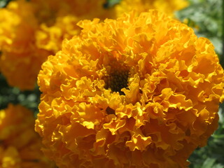 Zbliżenie na kwiat rośliny z gatunku tagetes © Kumulugma