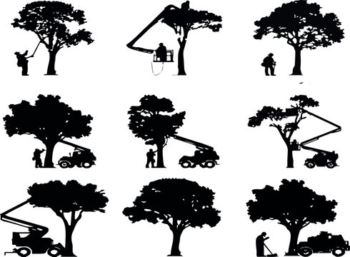 Eight black silhouettes of tree care workers on transparent background illustrating various stages of tree pruning and maintenance