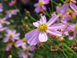 Zbliżenie na kwiat coreopsis tinctoria © Kumulugma