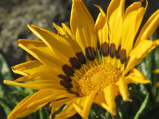 Zbliżenie na kwiat nagietka lekarskiego © Kumulugma