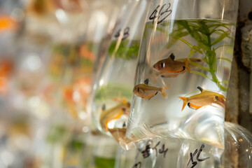 Colourful tropical and ornamental fish displayed in oxygen-filled plastic bags hanging at the Goldfish Market (Tung Choi Street) in Mong Kok, Kowloon, Hong Kong © Vidu Gunaratna