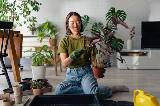 Young East Asian woman examining a houseplant while repotting at home. Focused indoor gardening moment with tools and greenery, showing plant care and mindful lifestyle.