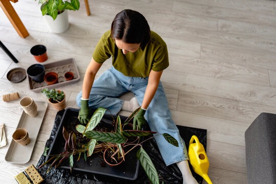 Young East Asian woman repotting houseplants on the floor at home. Indoor gardening scene with tools, soil, and greenery, showing plant care, hobby, and relaxed lifestyle
