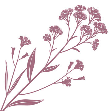 branch of statice pink flowers