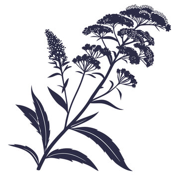 spirea magic carpet silhouette flower