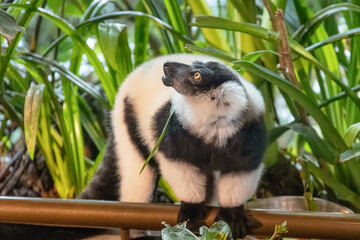 Black and white ruffed lemur vocalizing with an open mouth, surrounded by vibrant green tropical foliage © EdNurg